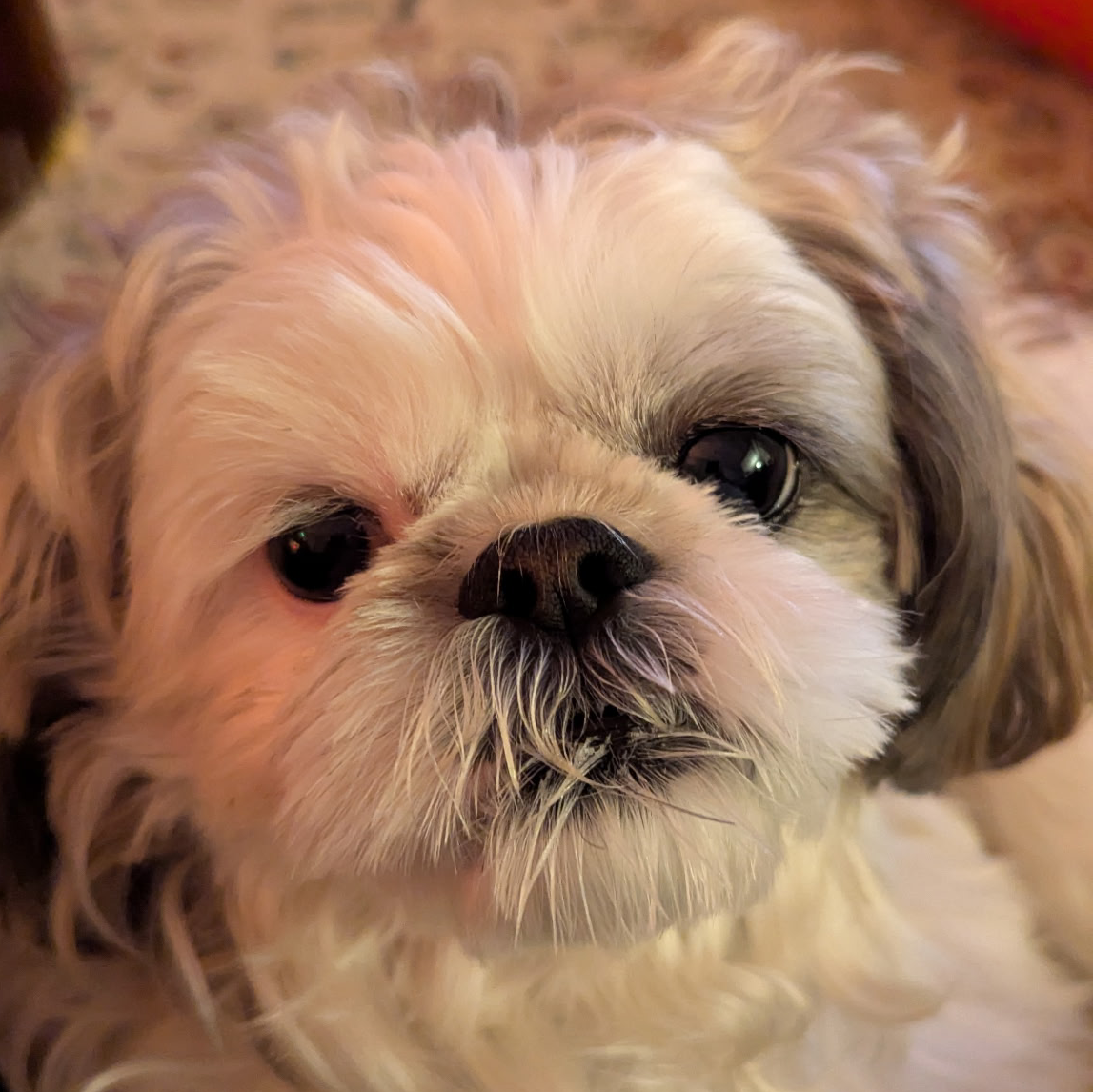 Cookie - ClinPharmStats Chief Happiness Officer